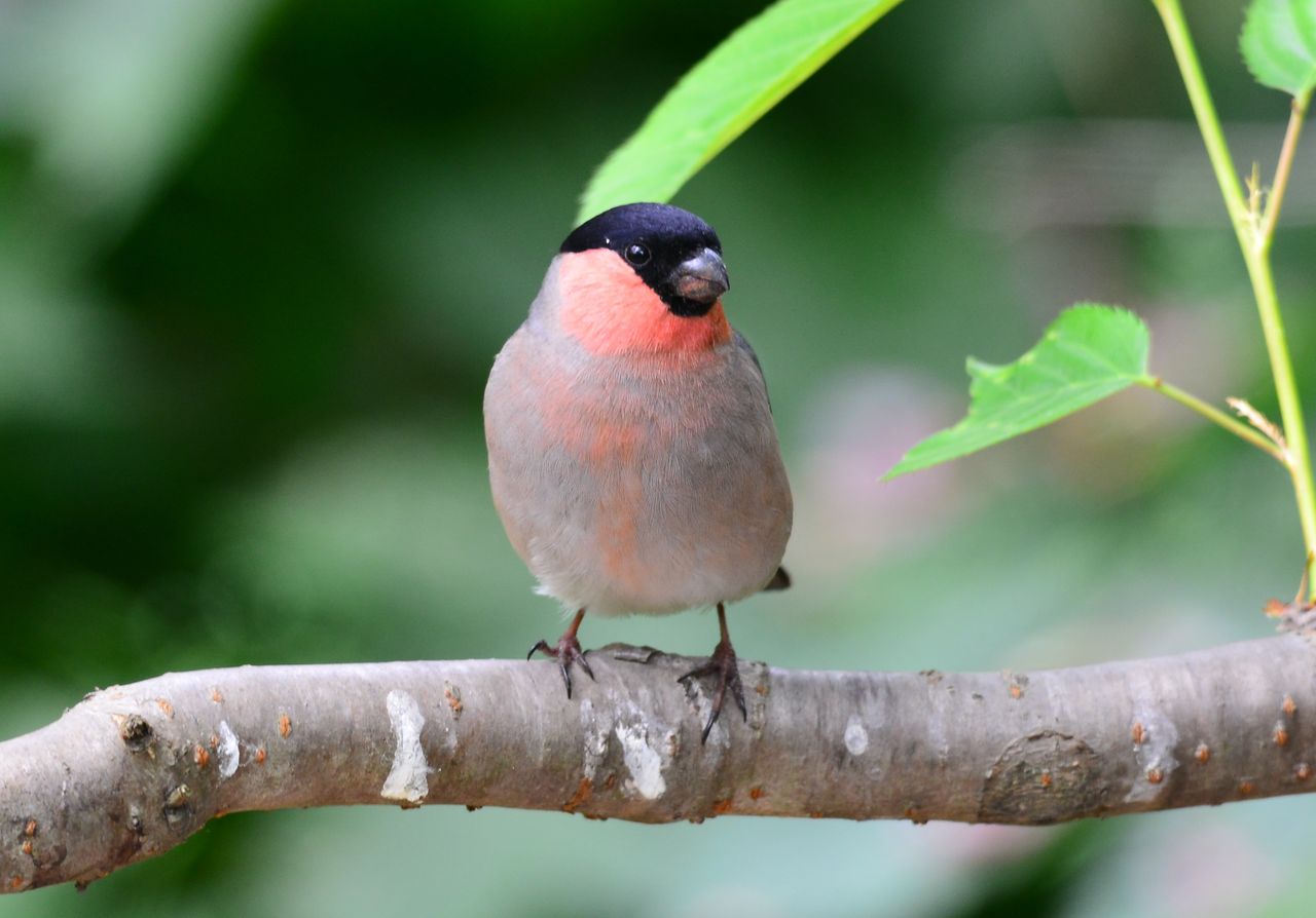 5月4日 輪島市舳倉島で鳥撮り タイワンハクセキレイ231 アカハラツバメ232 アカウソ233 カンムリウミスズメ234 ヨット Jennifer号 航海記 探鳥旅行記 5月4日 輪島市舳倉島で鳥撮り タイワンハクセキレイ231 アカハラツバメ232 アカウソ233 カンムリウミスズメ234 ヨット Jennifer号 航海記 探鳥旅行記