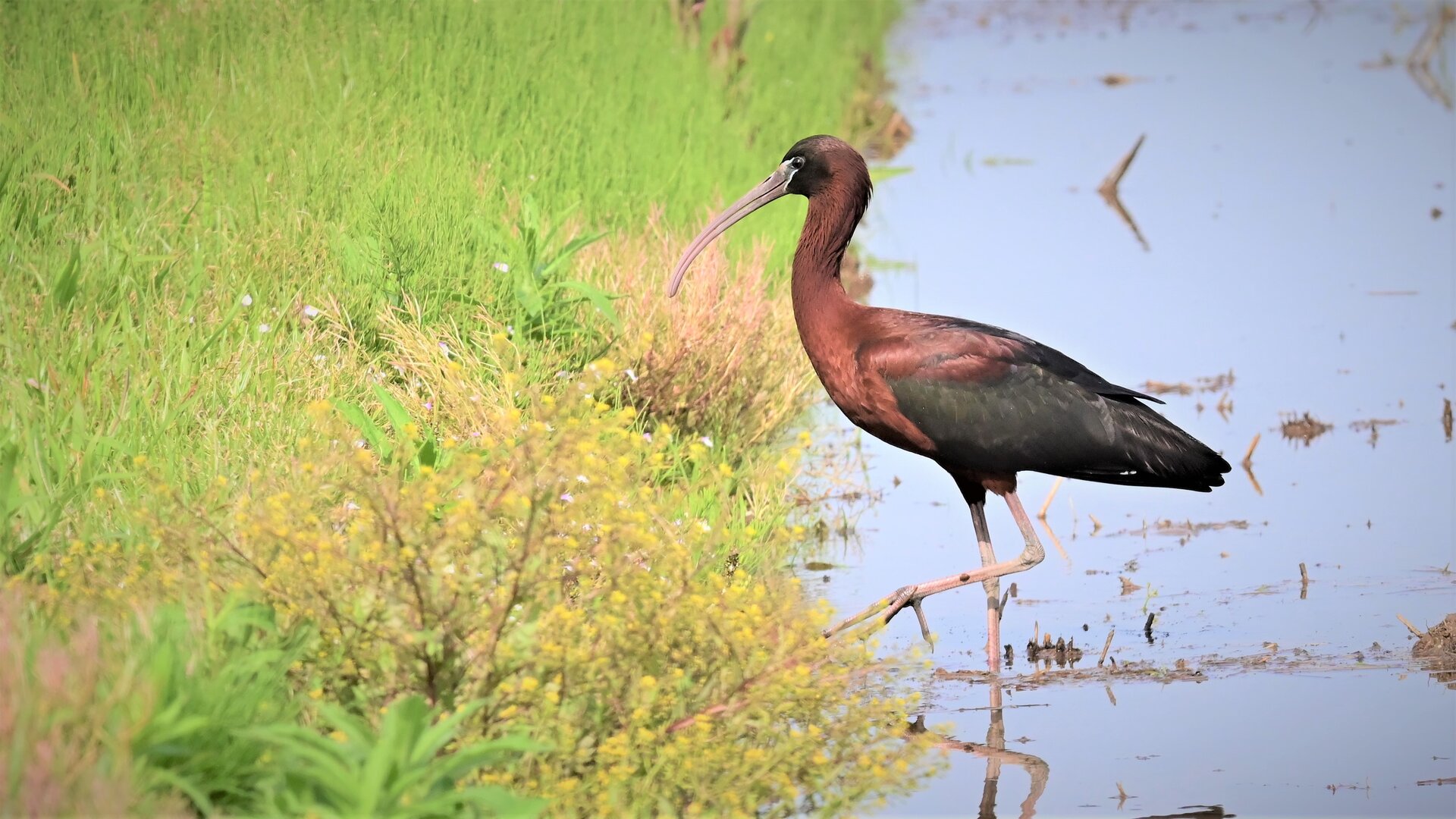 枝に2羽の鳥 アールデコ ブロンズ彫刻 アンドレ ヴィンセント