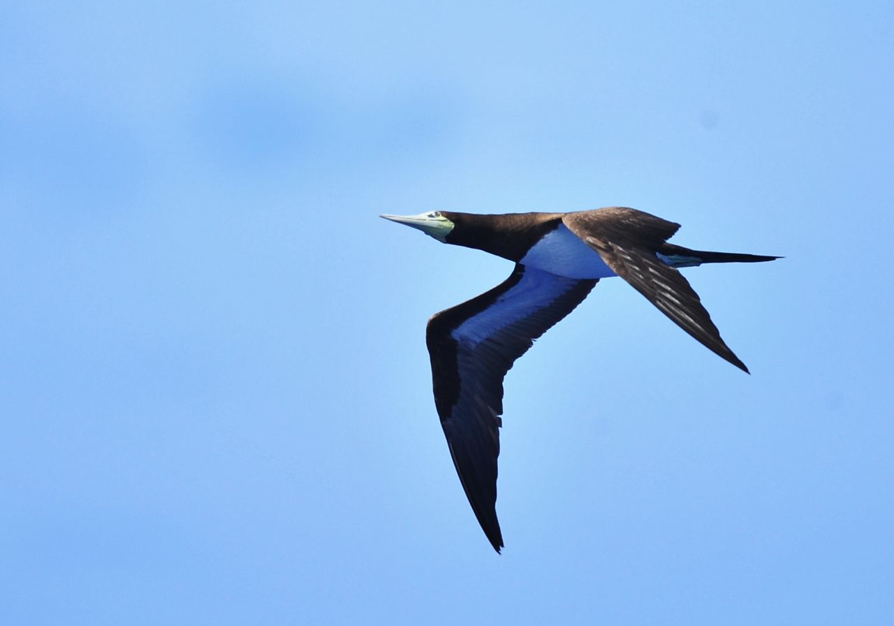 ７月６日 硫黄島海域 カツオドリ クロアジサシ ヨット Jennifer号 航海記 探鳥旅行記