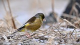DS9_6909