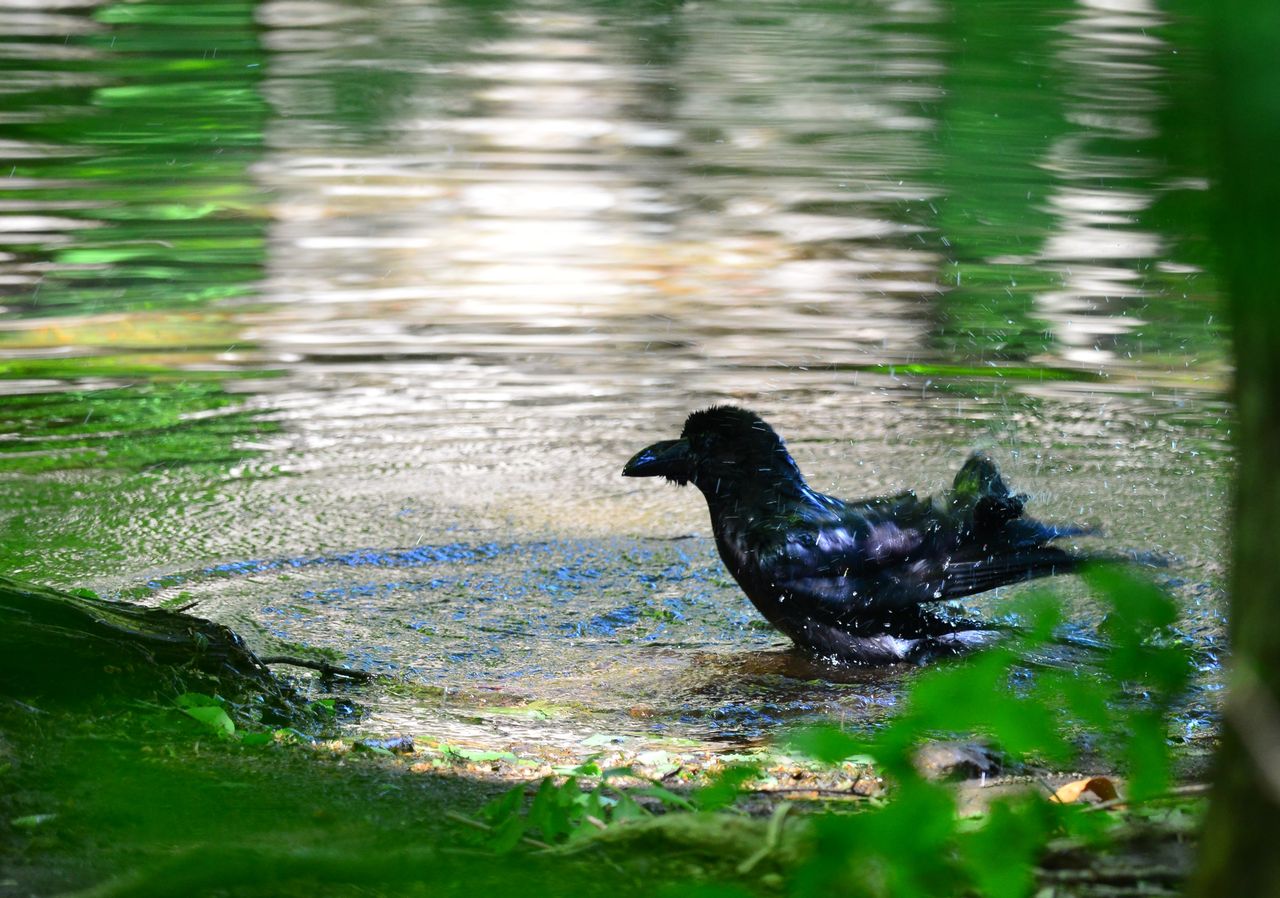 ６月３日 蔦温泉の蔦沼で鳥撮り オオアカゲラ ゴジュウカラ オシドリ 蔦温泉 ヨット Jennifer号 航海記 探鳥旅行記