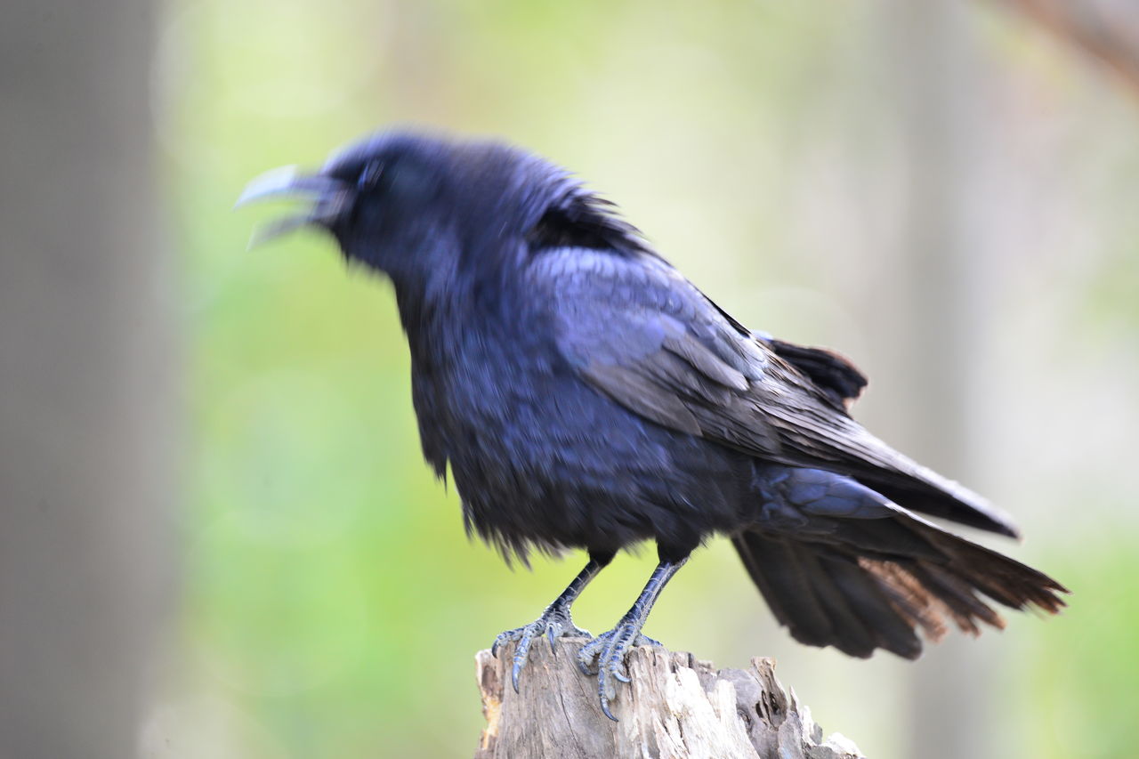 ２月１９日は家内の誕生日 秋葉公園で鳥撮りです コサギ オオサギ シメ ヨット Jennifer号 航海記 探鳥旅行記