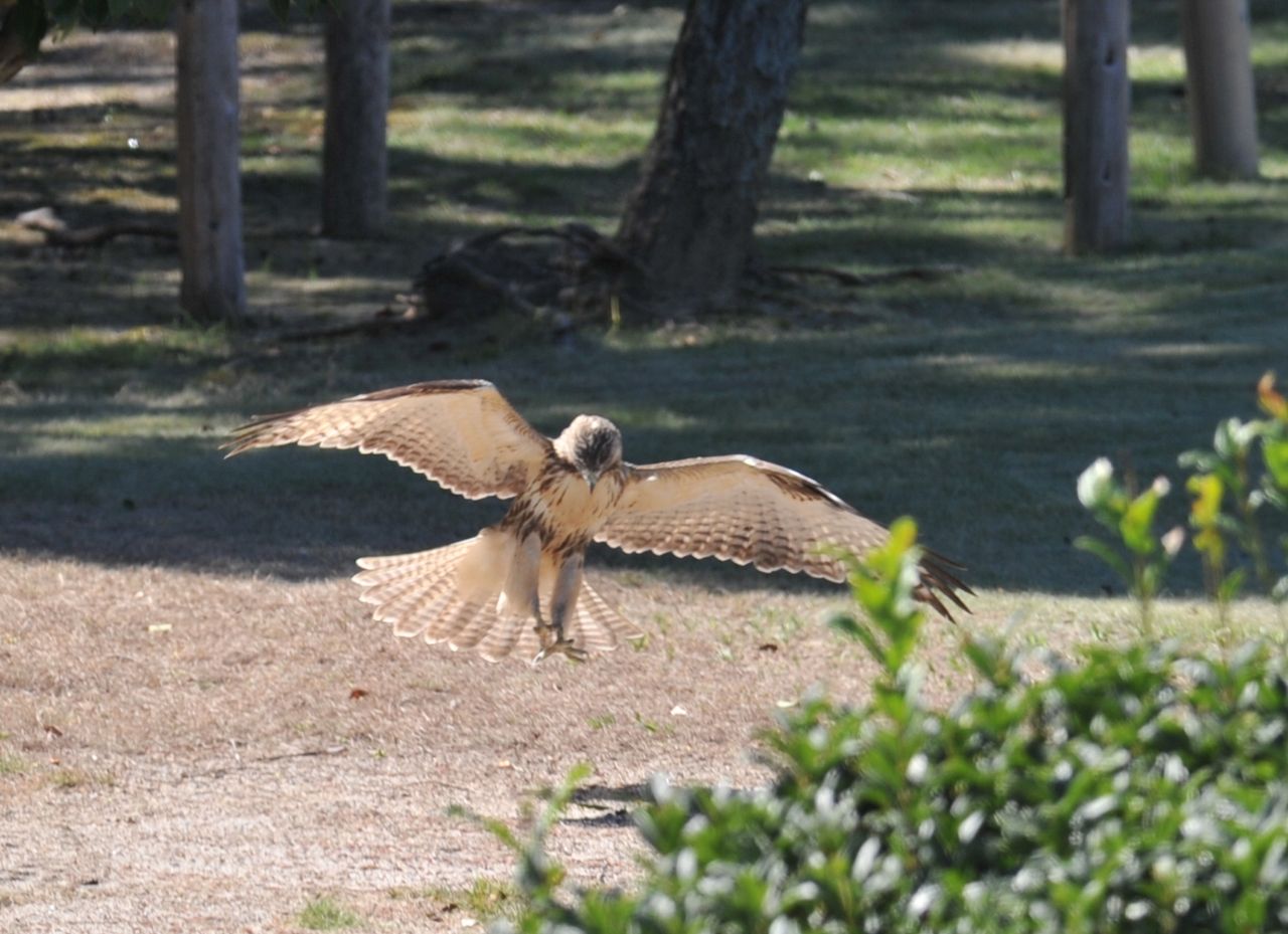 久しぶりに弥富野鳥園 鍋田干拓で鳥撮り ヨット Jennifer号 航海記 探鳥旅行記 久しぶりに弥富野鳥園 鍋田干拓で鳥撮り ヨット Jennifer号 航海記 探鳥旅行記