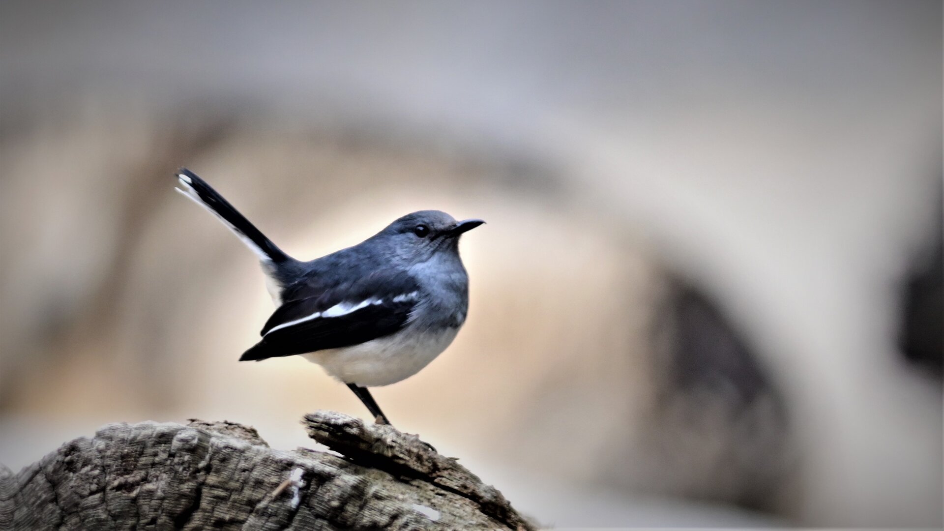鳥 2025年1月18日(土) 嶺公園の野鳥観察記録 by カズヲ | ZooPicker