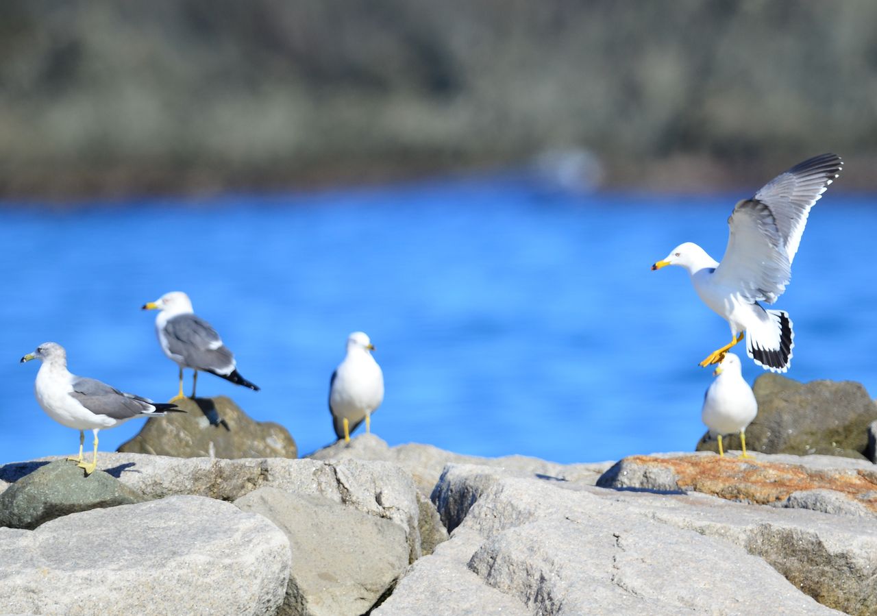 12月3日 日本海の湾で探鳥 ヨット Jennifer号 航海記 探鳥旅行記 12月3日 日本海の湾で探鳥 ヨット Jennifer号 航海記 探鳥旅行記