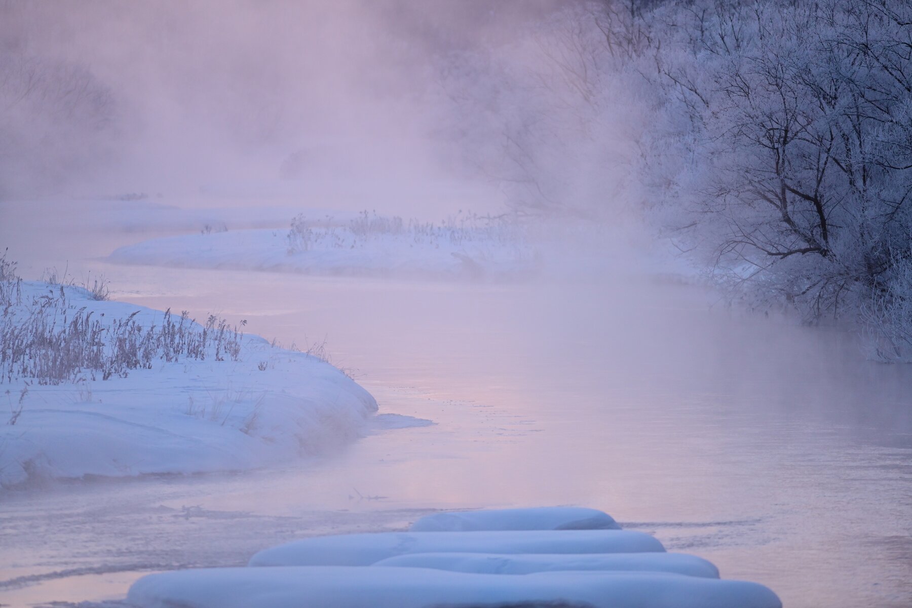 ２月１０日 タンチョウ 鶴居町 ヨット Jennifer号 航海記 探鳥旅行記