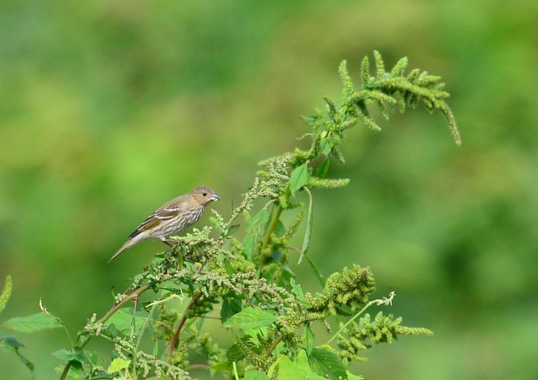 10月5日 アカマシコ Common Rosefinch の観察 ヨット Jennifer号 航海記 探鳥旅行記 10月5日 アカマシコ Common Rosefinch の観察 ヨット Jennifer号 航海記 探鳥旅行記