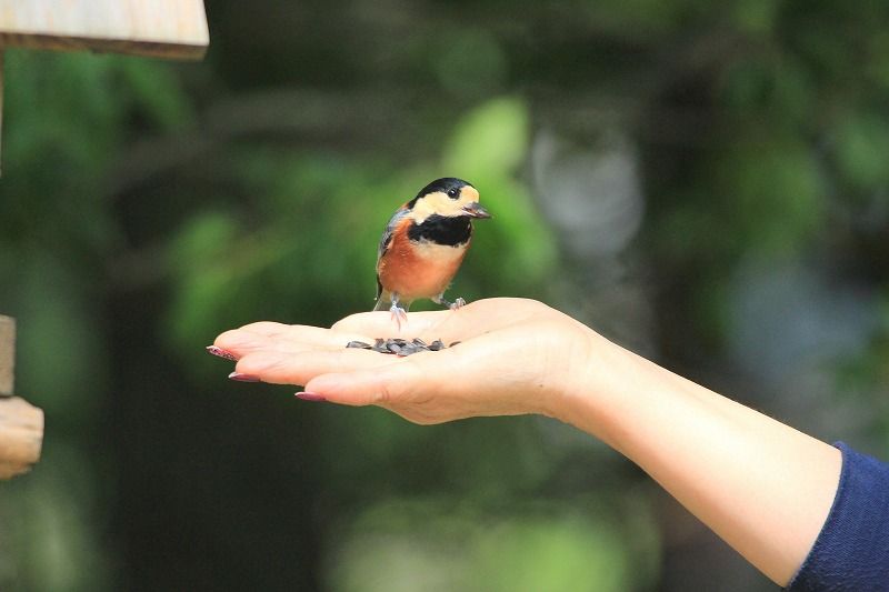 9月5日 土 西湖野鳥の森公園 My Diary 9月5日 土 西湖野鳥の森公園 My Diary