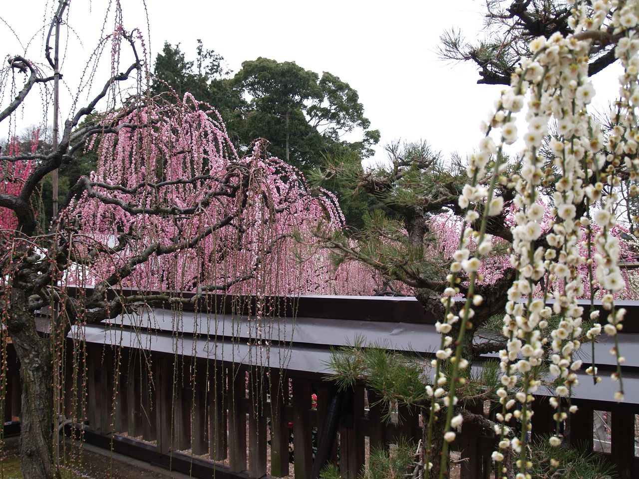 結城神社のしだれ梅 おだやかなくらし