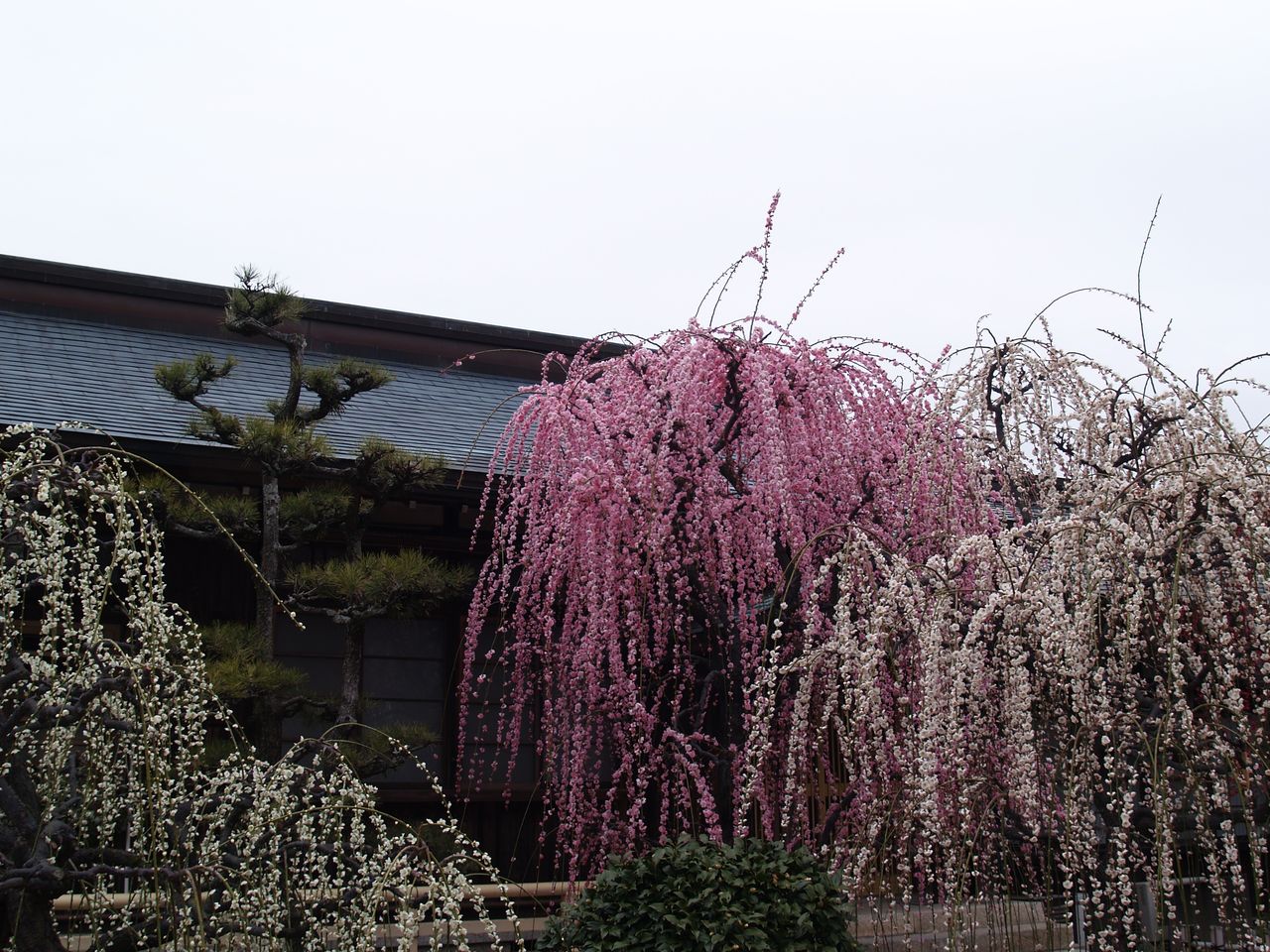結城神社のしだれ梅 おだやかなくらし