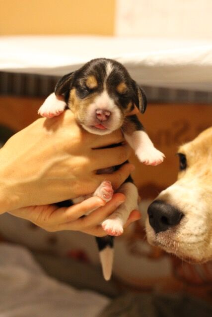 バンビハウスビーグルの仲間たち あかりちゃんと仔犬たち 仙台市の広瀬川の四季とバンビハウスのビーグルたち