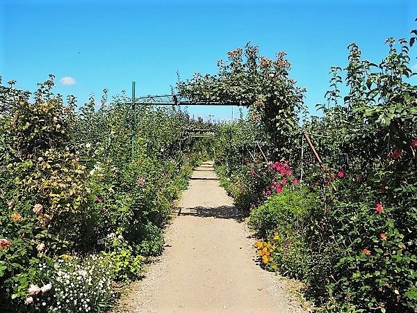21 9 30 佐藤梨園の秋バラ 福島市 ひめさゆり山荘 21 9 30 佐藤梨園の秋バラ 福島市 ひめさゆり山荘