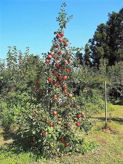21 9 30 佐藤梨園の秋バラ 福島市 ひめさゆり山荘 21 9 30 佐藤梨園の秋バラ 福島市 ひめさゆり山荘