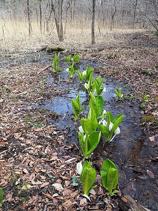 21 3 30 びっき沼の水芭蕉 福島市 ひめさゆり山荘