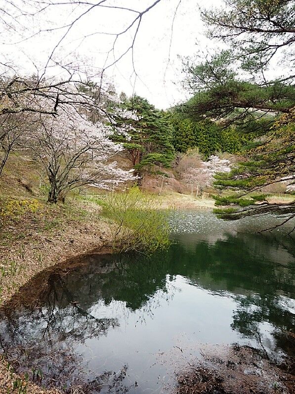 4 22 半田沼の山野草 桑折町 ひめさゆり山荘
