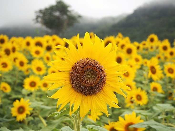 21 8 朝霧に霞むひまわり畑 福島県飯舘村 ひめさゆり山荘