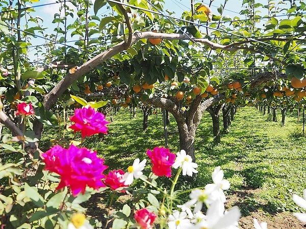 21 9 30 佐藤梨園の秋バラ 福島市 ひめさゆり山荘 21 9 30 佐藤梨園の秋バラ 福島市 ひめさゆり山荘
