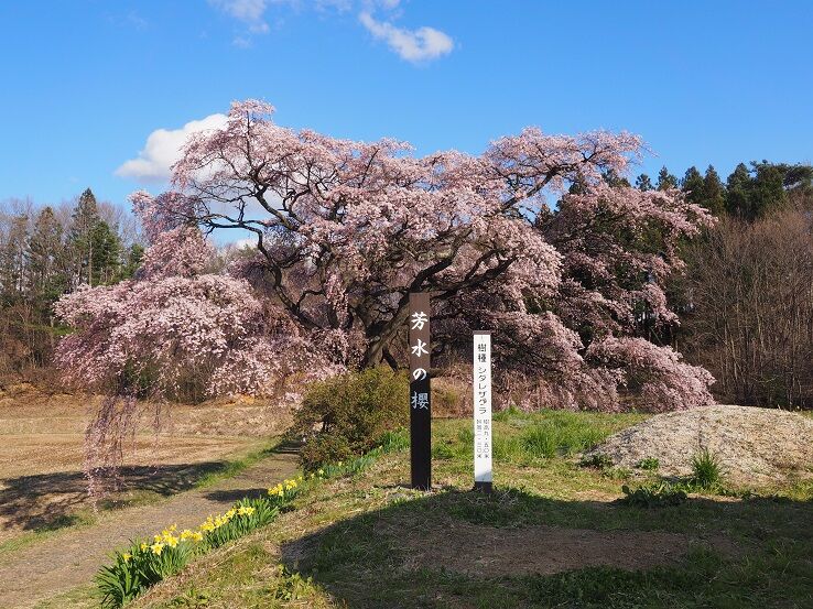 4 6 7 芳水の桜 福島市 ひめさゆり山荘