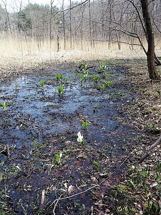 21 3 30 びっき沼の水芭蕉 福島市 ひめさゆり山荘 21 3 30 びっき沼の水芭蕉 福島市 ひめさゆり山荘