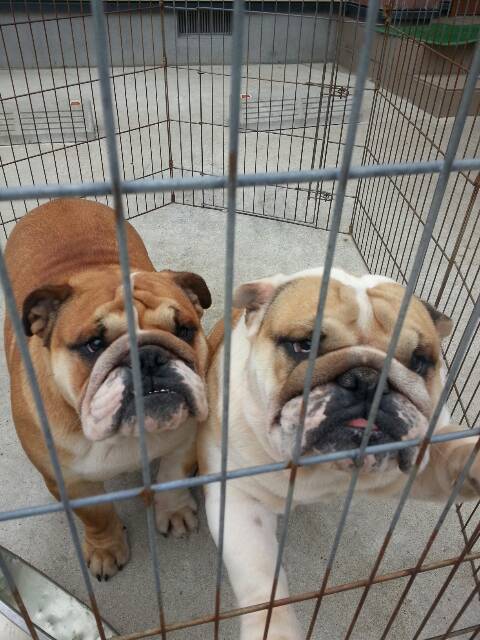 出荷前 ドナドナ ではありません 茨城ブルドックブルヤクシン