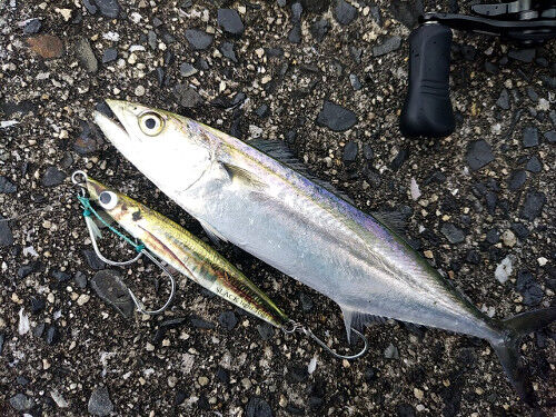ライトショアジギングでシーバス Fishing My Life
