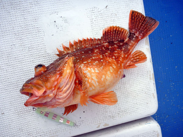 スロージギングで根魚でした 山口県の日本海 Fishing My Life