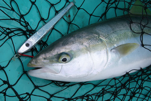 クダコ鰤スペシャル : fishing = my life