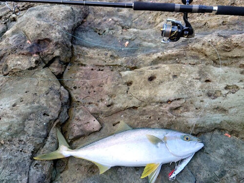 釣果写真をいただきました 山陰ショアジギング Fishing My Life