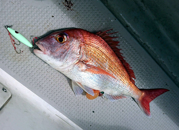 好調 マダイジギング 瀬戸内海 Fishing My Life 好調 マダイジギング 瀬戸内海 Fishing My Life