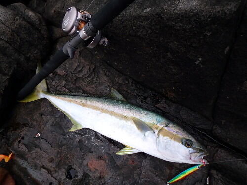 ジグを投げ倒してきました 男女群島 Fishing My Life ジグを投げ倒してきました 男女群島 Fishing My Life