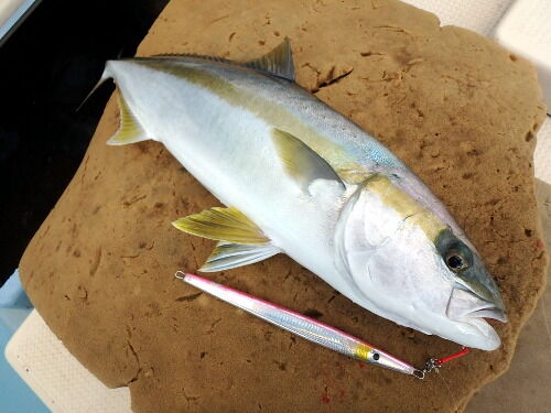 丸々とした１０キロオーバーのブリ Fishing My Life