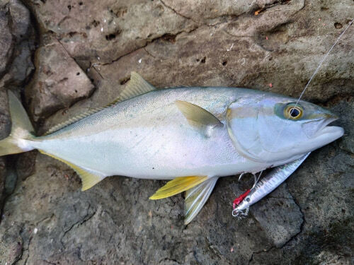 釣果写真をいただきました 山陰ショアジギング Fishing My Life