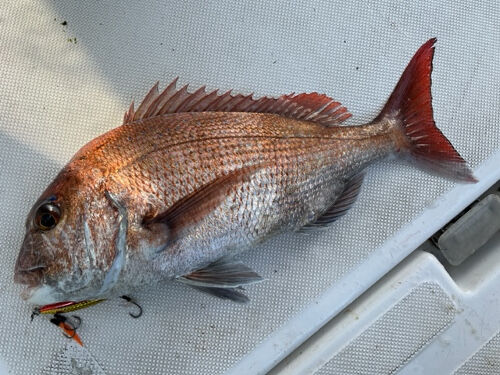 ナッツジグカニチューンでマダイジギング : fishing = my life