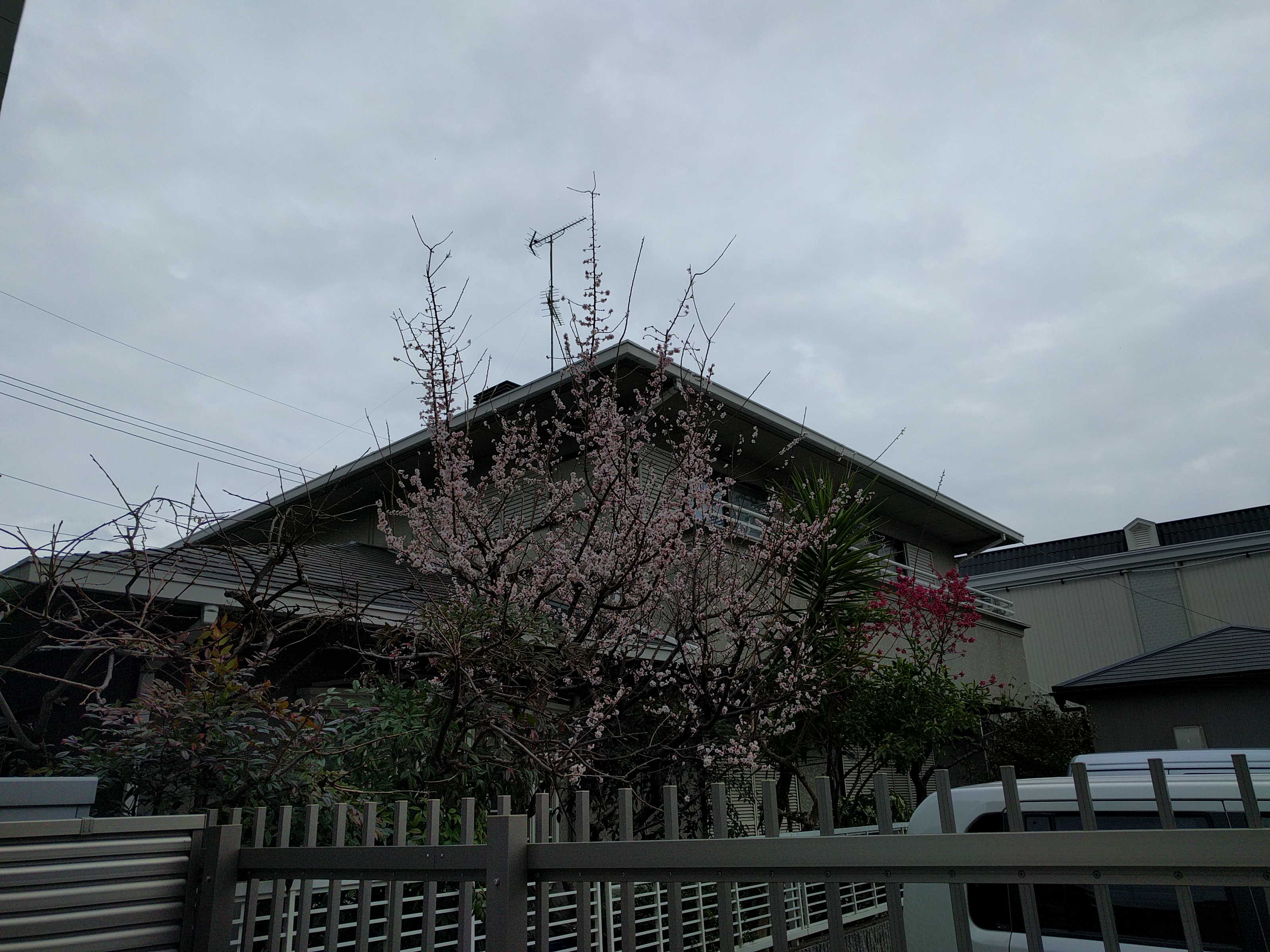 いかなご解禁 Il Diario Di San Mall 2