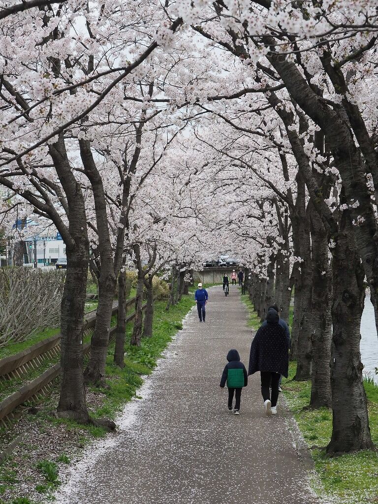 花見サイ 下手の横好き