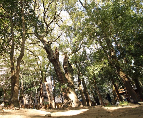 生田神社f