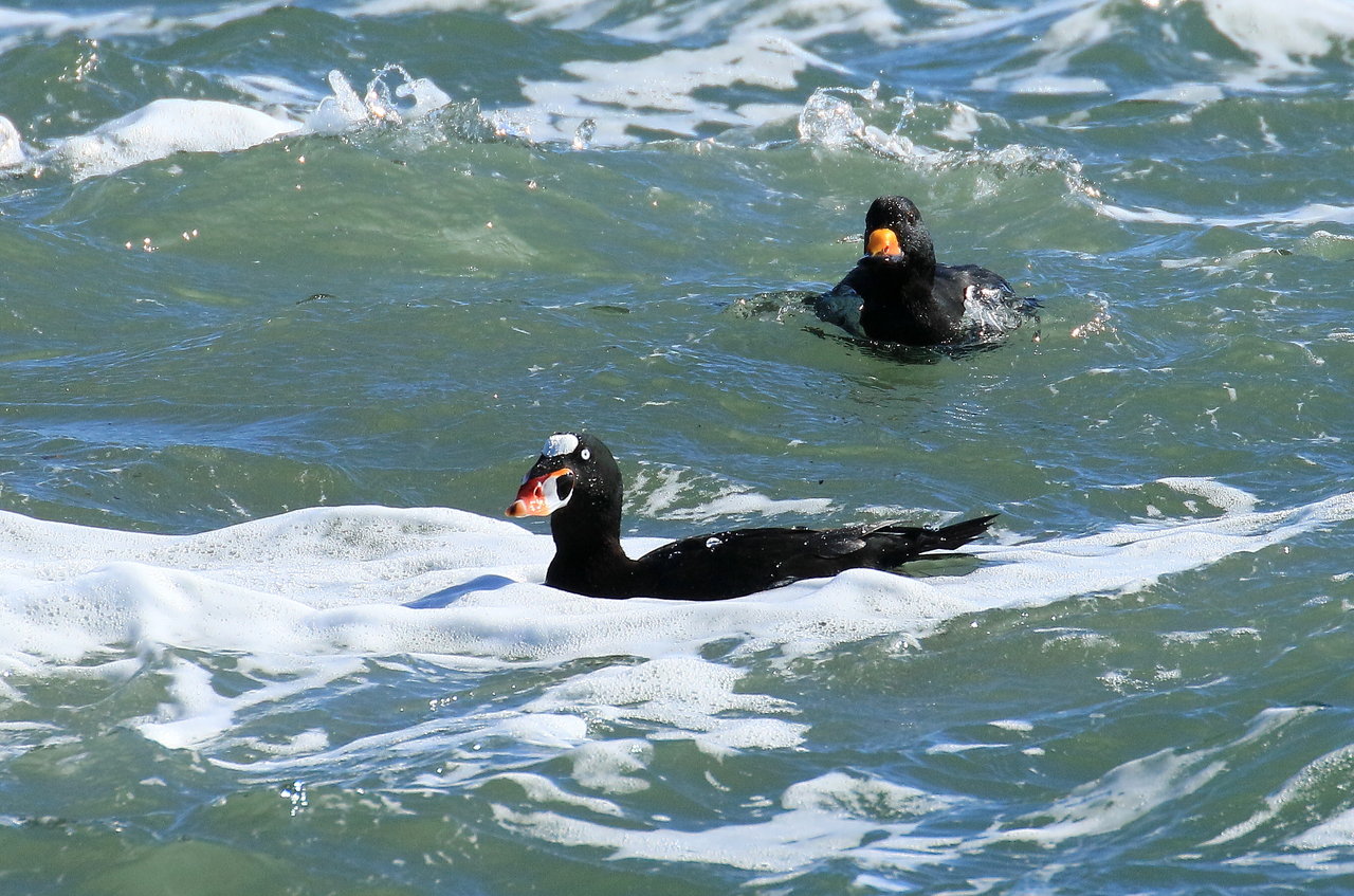 過去画像 一松海岸アラナミキンクロ 鳥と植物の写真 過去画像 一松海岸アラナミキンクロ 鳥と植物の写真