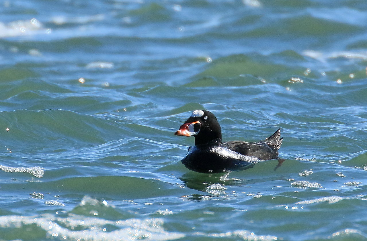 過去画像 一松海岸アラナミキンクロ 鳥と植物の写真