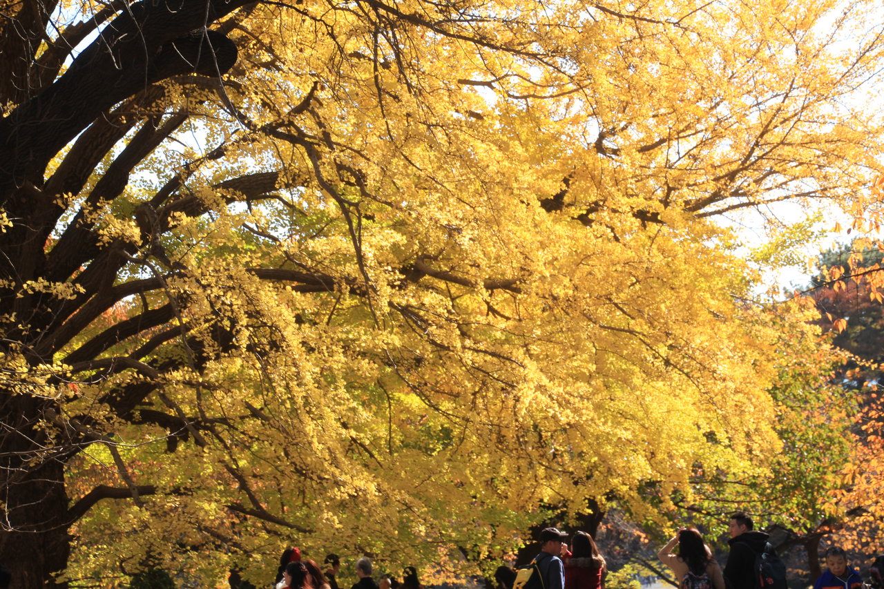 11月25日 新宿御苑 冬の桜メジロ 鳥と植物の写真