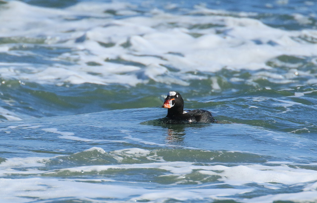 過去画像 一松海岸アラナミキンクロ 鳥と植物の写真 過去画像 一松海岸アラナミキンクロ 鳥と植物の写真