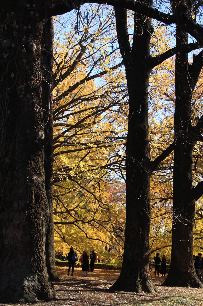 11月25日 新宿御苑 冬の桜メジロ 鳥と植物の写真