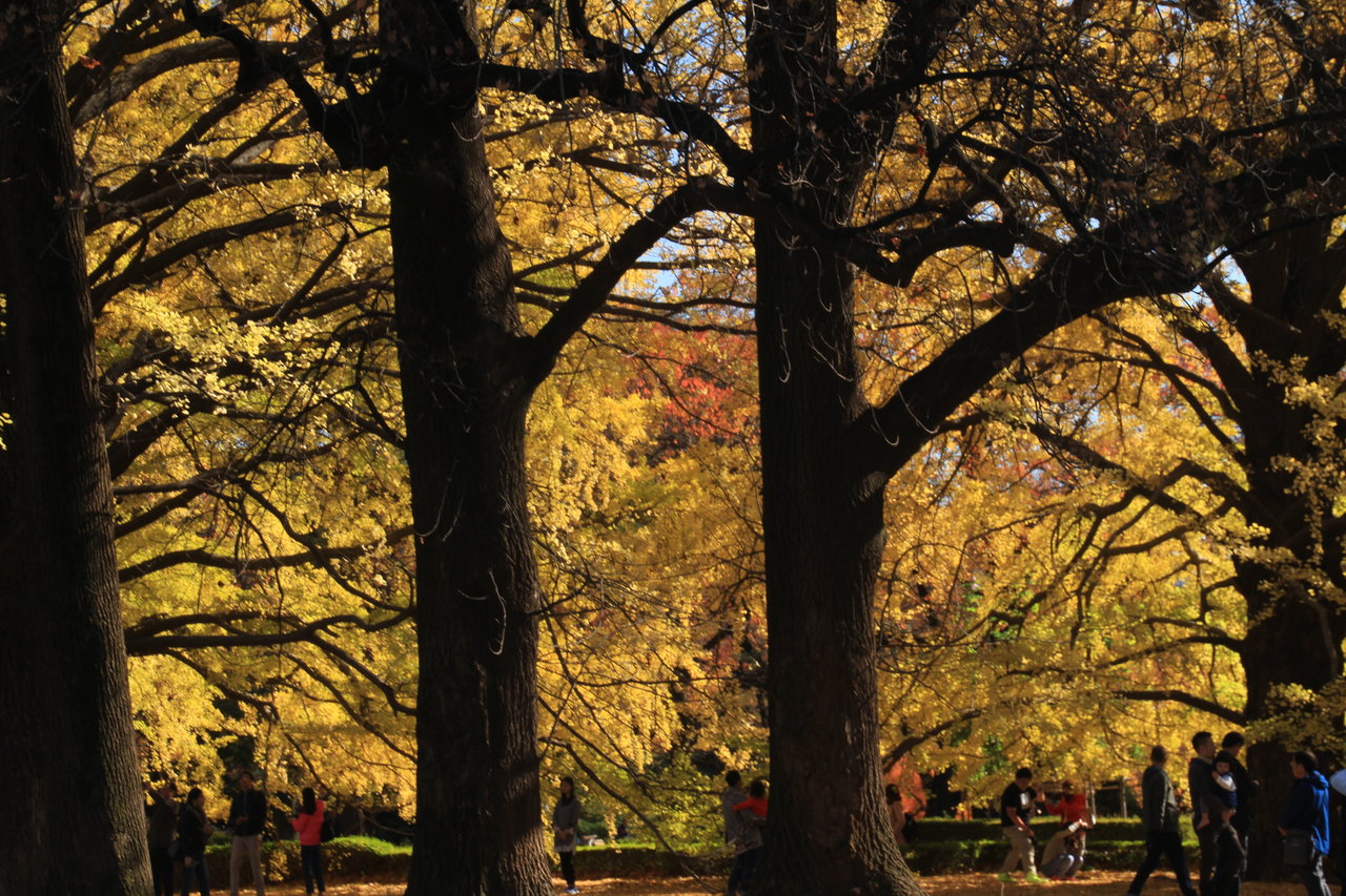 11月25日 新宿御苑 冬の桜メジロ 鳥と植物の写真