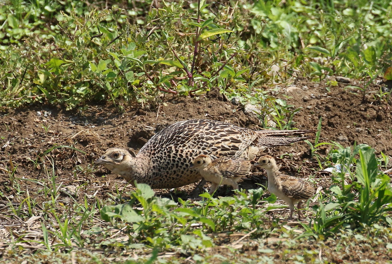 5月26日 キジ親子過去画像 鳥と植物の写真