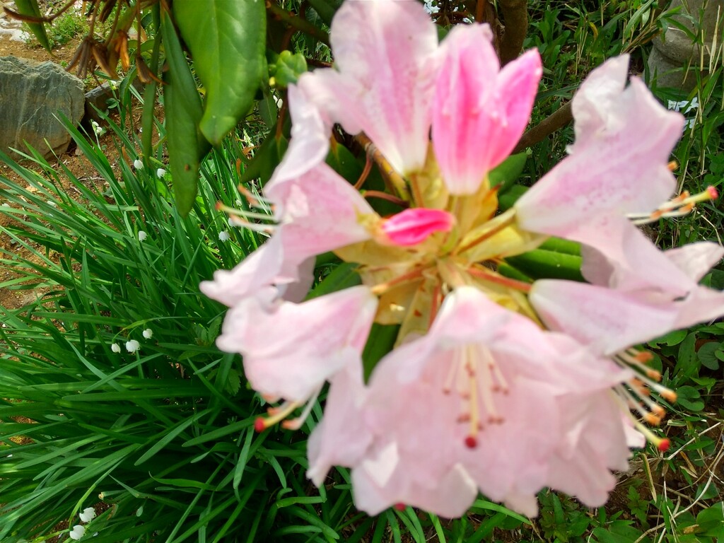 シャクナゲ ツツジ サツキ とれたて日記