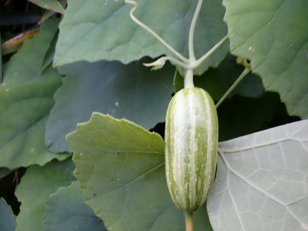 カラスウリの実 とれたて日記
