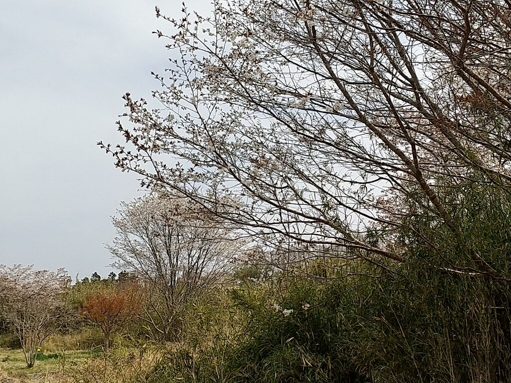 近所の桜 花疲れ とれたて日記
