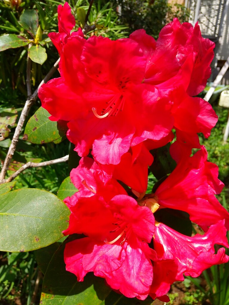 シャクナゲ ツツジ サツキ とれたて日記