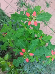 猩々草 サマーポインセチア とれたて日記