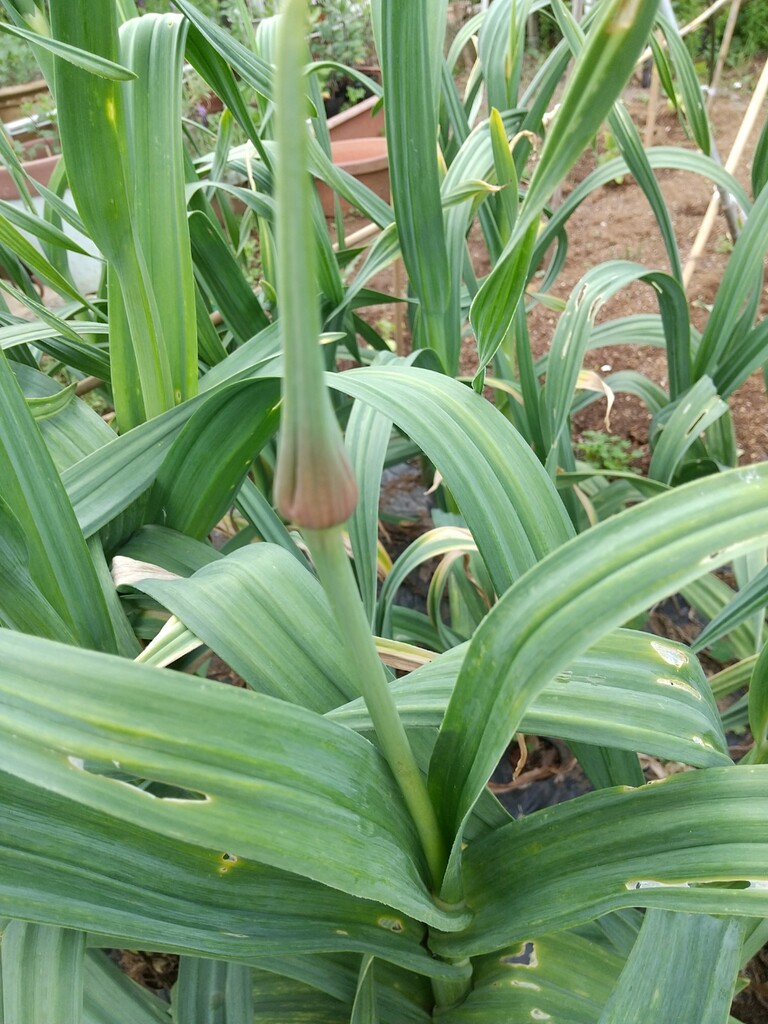 ニンニクの芽 とれたて日記