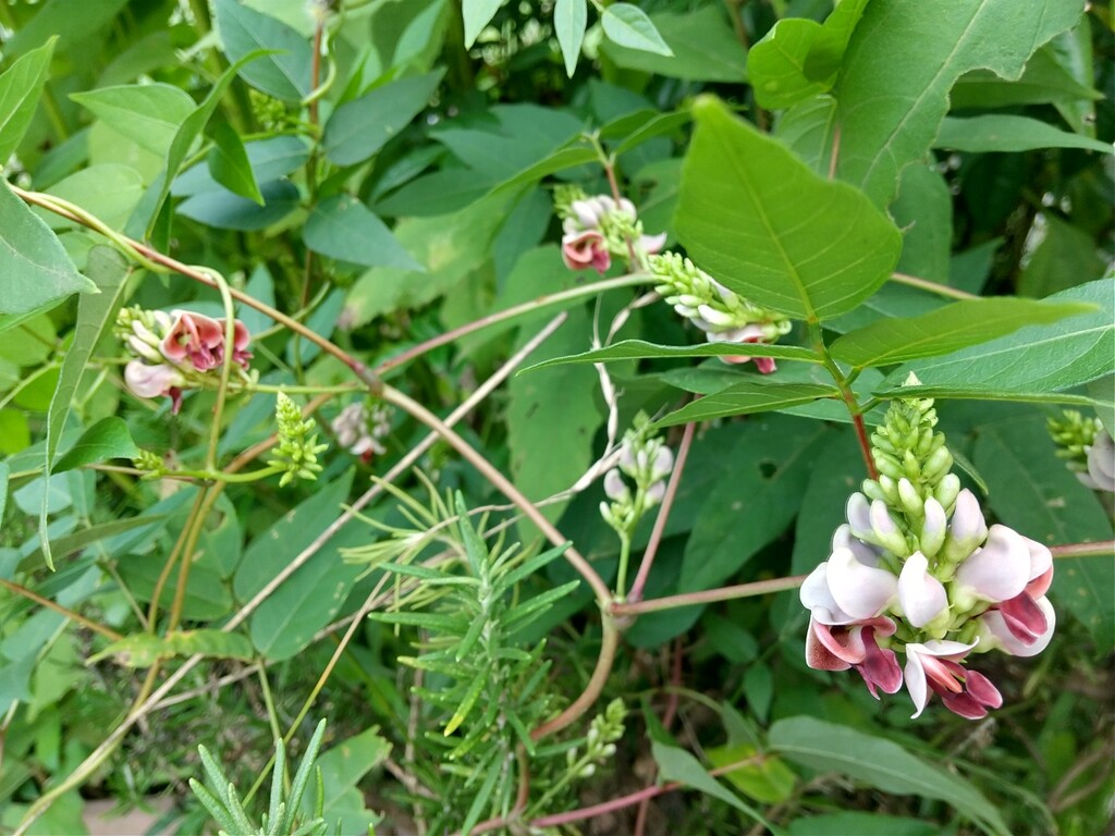 アピオスの花 とれたて日記 アピオスの花 とれたて日記